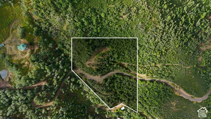 Expansive parcel featuring mature trees, native vegetation, and a winding dirt access road