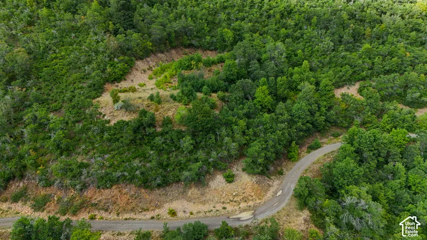 Sloped parcel featuring mature native trees, dense wooded coverage, and paved road access