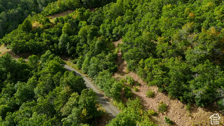 Expansive hillside lot featuring mature deciduous trees and an existing paved access road
