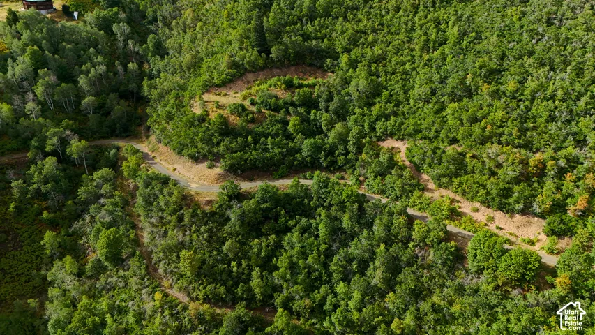 Expansive wooded acreage featuring dense mature forest canopy, natural topographical variations, and an existing unpaved access road