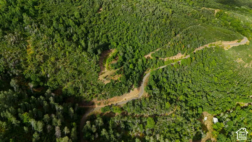 Aerial perspective featuring expansive forested terrain, varied topographical elevation, and a winding paved roadway