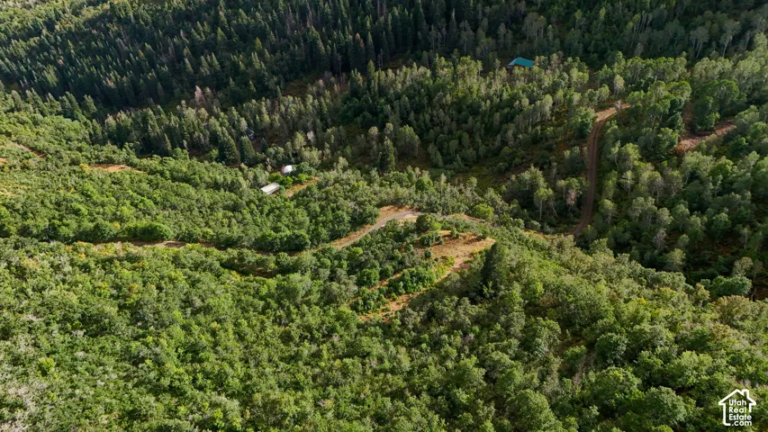 Aerial perspective of a wooded landscape featuring mature evergreen and deciduous trees, winding dirt road access, and varied topography