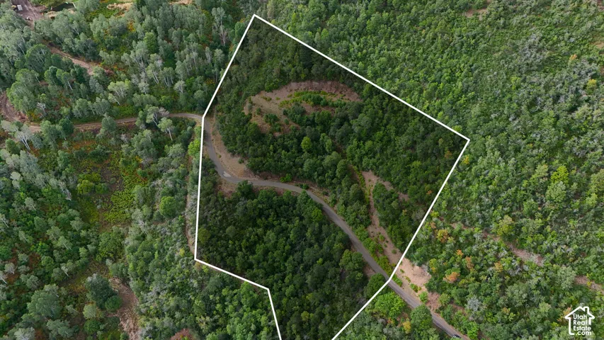 Expansive undeveloped land featuring dense tree coverage, natural topography, and existing road access