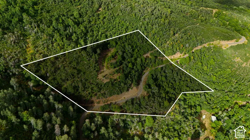 Expansive hillside parcel featuring dense native forest, mature deciduous trees, and an established paved access road