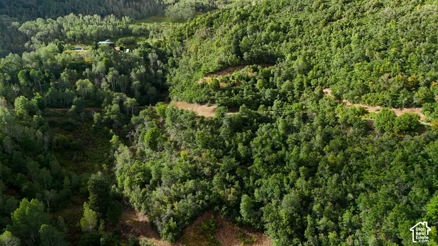 Expansive acreage featuring dense forest cover, mature deciduous and coniferous trees, sloping topography, and unpaved access paths