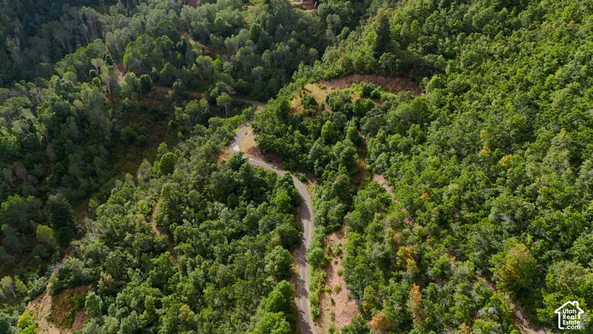 Expansive sloped acreage featuring dense evergreen forest cover and an existing paved access road