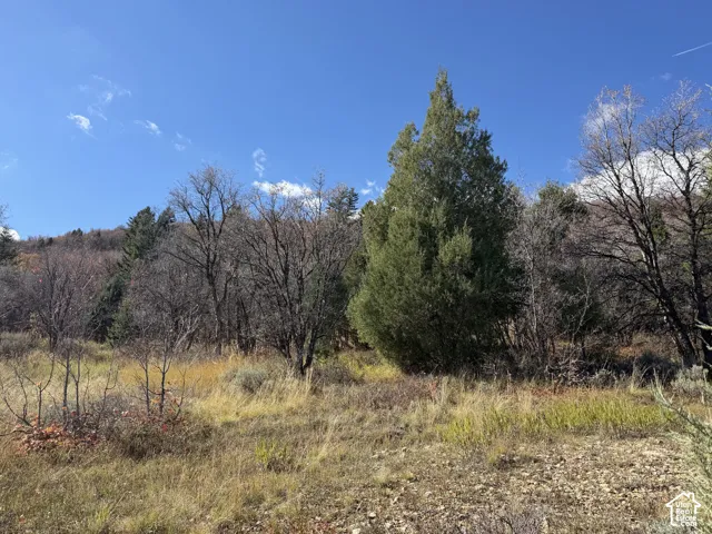 Natural landscape featuring native grasses, deciduous trees, and evergreen pines