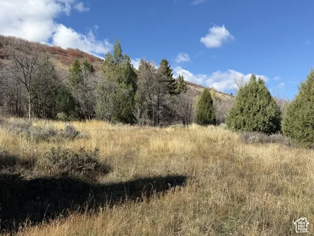 Expansive natural landscape featuring native grasses, mature evergreen trees, and mountainous terrain