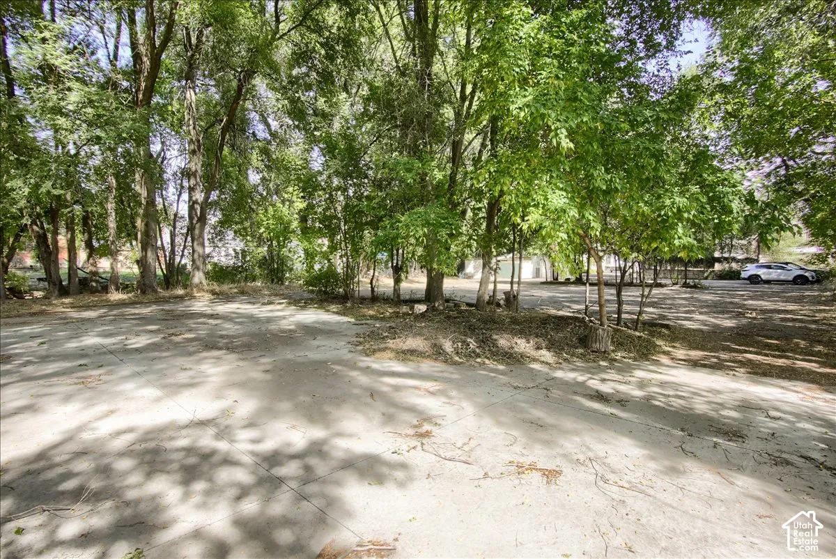 Mature trees providing extensive canopy