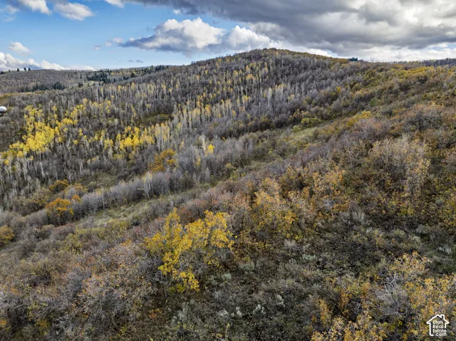 Expansive hillside terrain featuring mature groves of aspen and oak trees, sloping topography, and native alpine vegetation