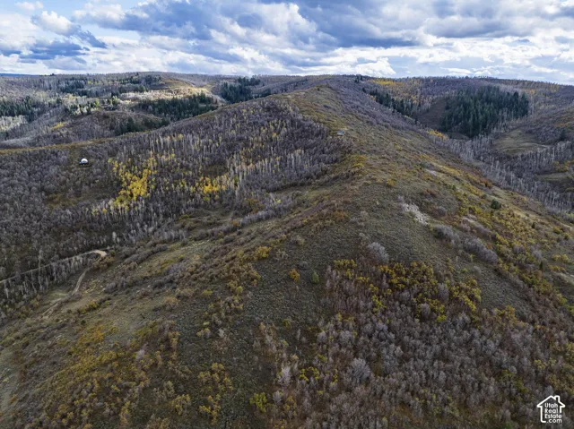 Elevated topography featuring dense clusters of deciduous and coniferous trees, rugged ridgelines, and winding dirt access trails