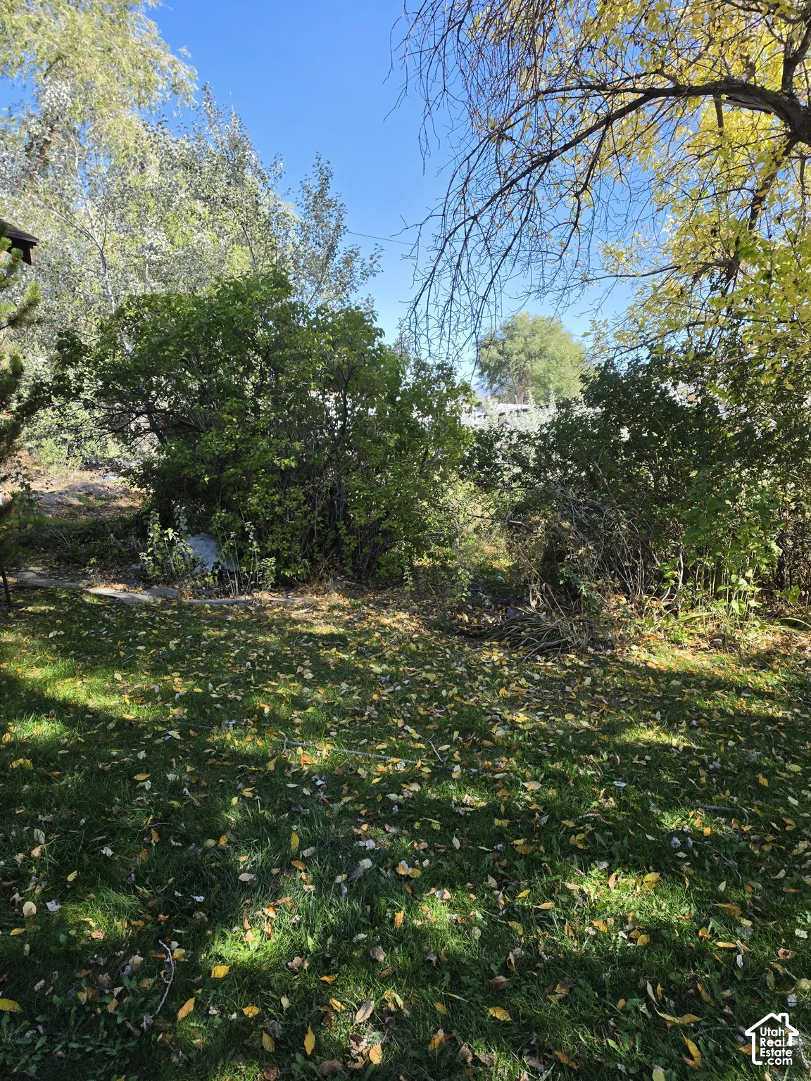 Expansive backyard featuring mature trees, established shrubbery, and natural landscaping