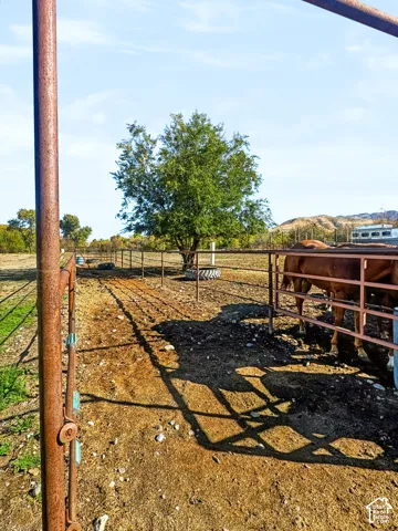 Loading chute with pipe-fenced pen.
