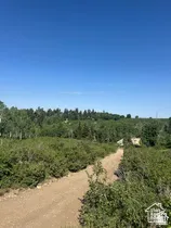 Expansive natural landscape featuring mature evergreen and deciduous trees, native shrubs, and an unpaved earthen path