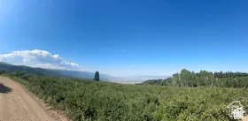 Expansive acreage featuring mountainous terrain, diverse native vegetation, and a natural woodland canopy