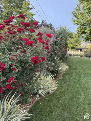 Landscaped garden featuring mature red rose bushes, ornamental grasses, and an expansive lawn