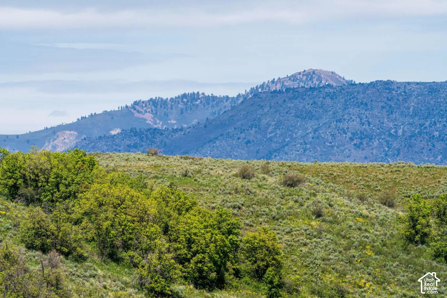 Expansive landscape featuring rolling hills, native shrubbery, scattered deciduous trees, and a mountain range backdrop