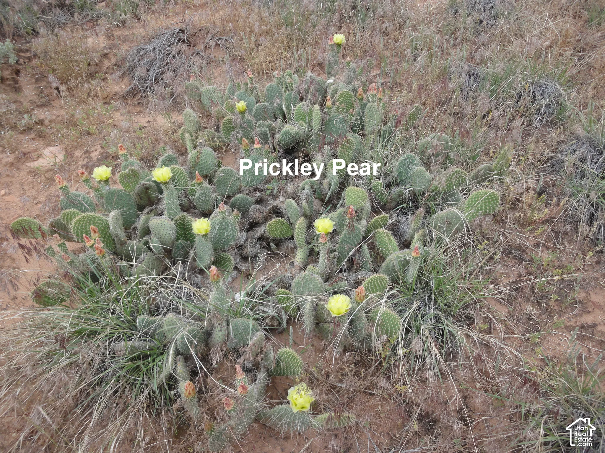 Native prickly pear cactus featuring yellow blooms and natural desert ground cover