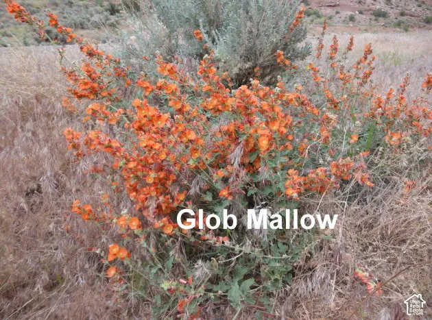 Native desert vegetation featuring vibrant orange globemallow and sagebrush