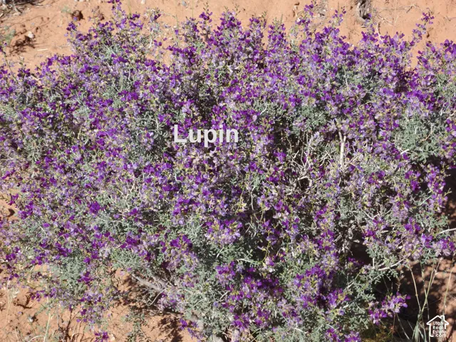 Landscaped grounds featuring native purple flowering shrubs and natural earthen soil