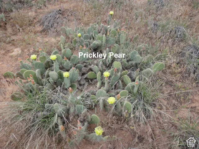 Native prickly pear cactus featuring yellow blooms and natural desert ground cover