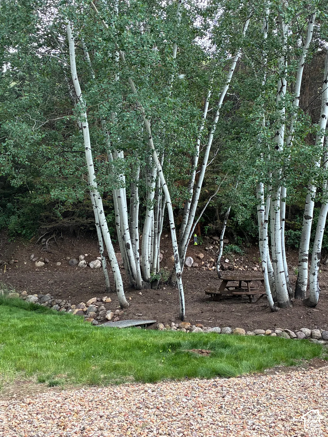 Mature stand of aspen trees, manicured lawn, river rock landscaping borders, and natural mulch ground cover