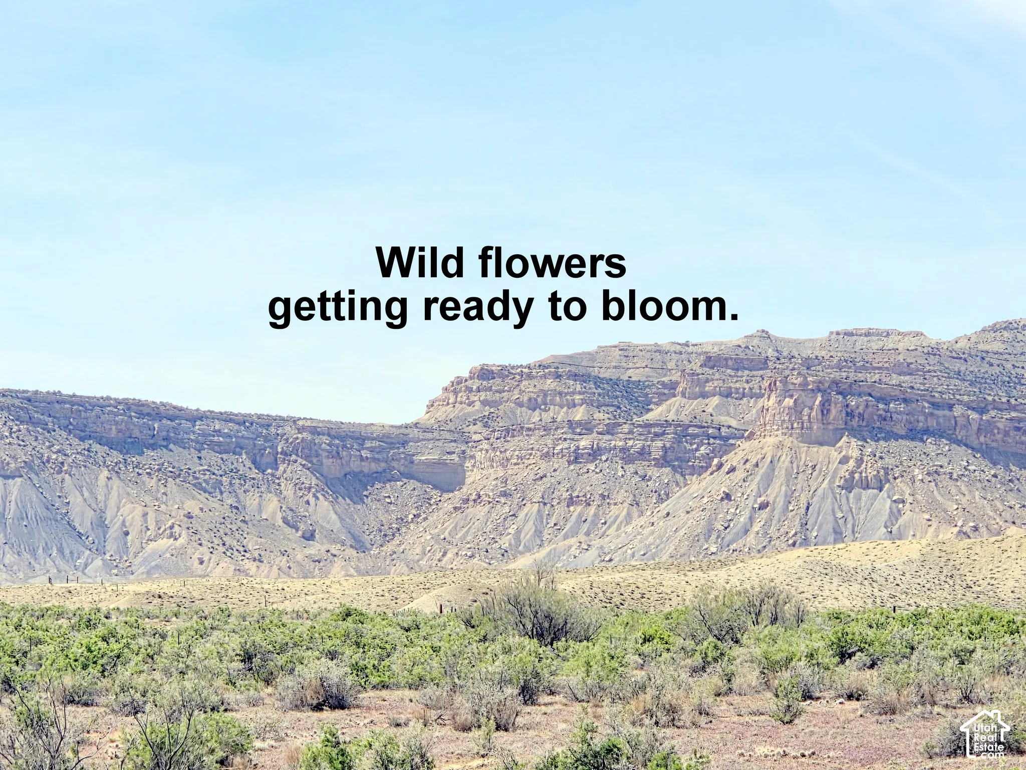Expansive desert landscape featuring natural rock formations and native desert flowers ready to bloom.