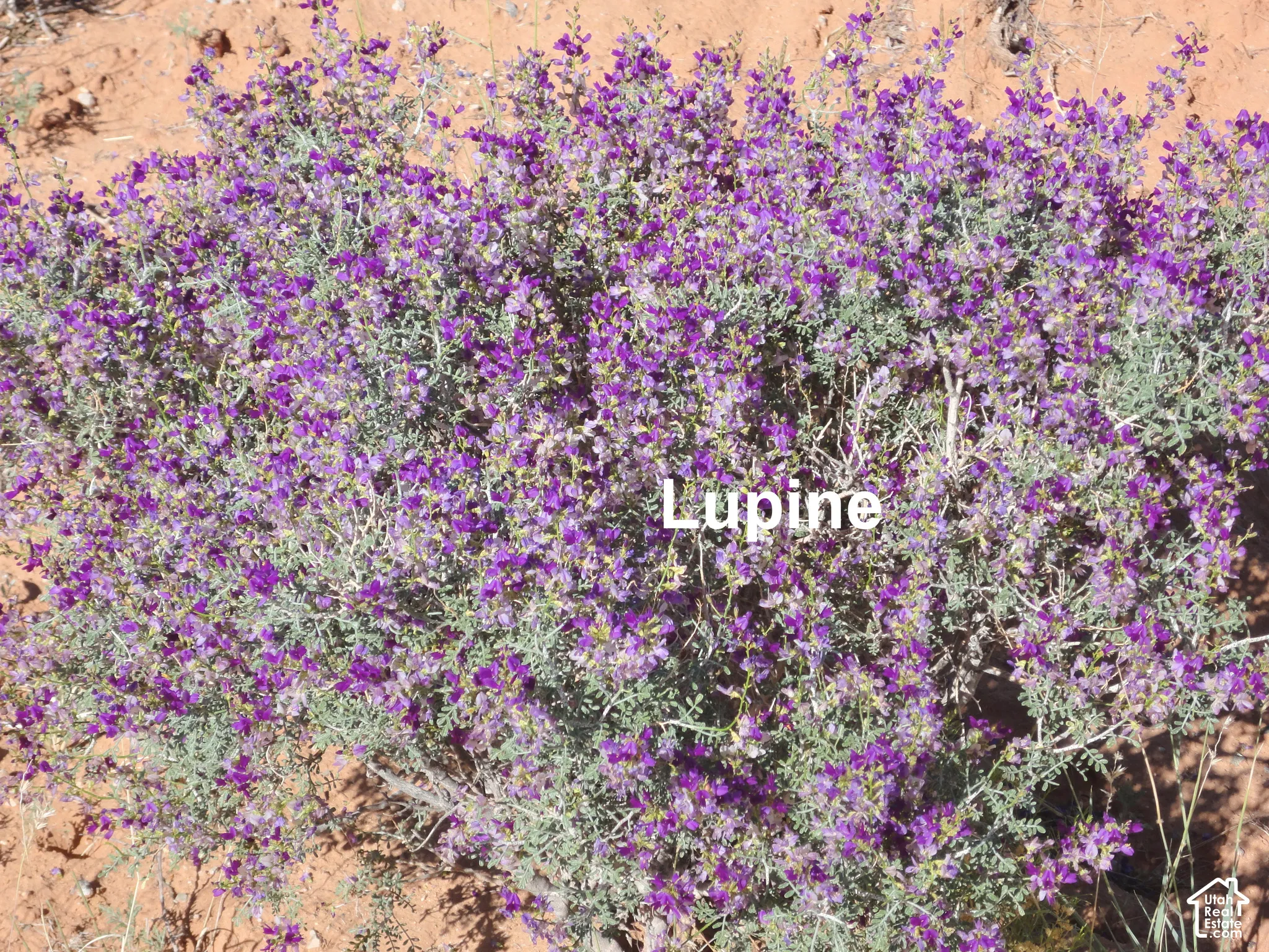 Native purple lupine flowering shrub set against arid earthen soil