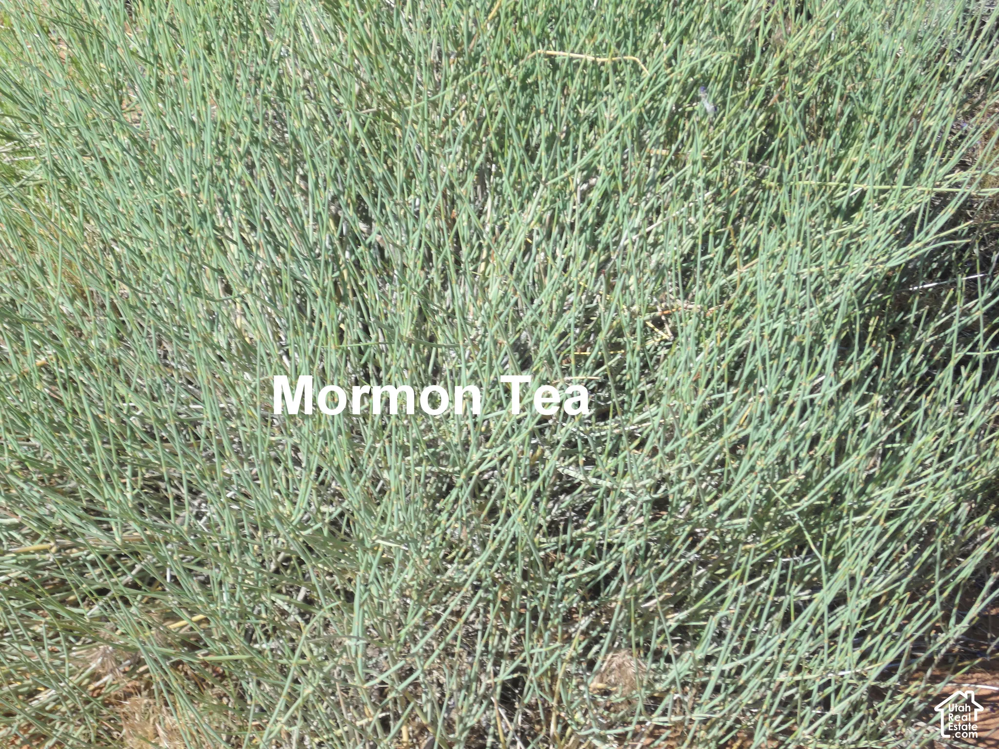 Native xeric vegetation featuring established Ephedra shrubs