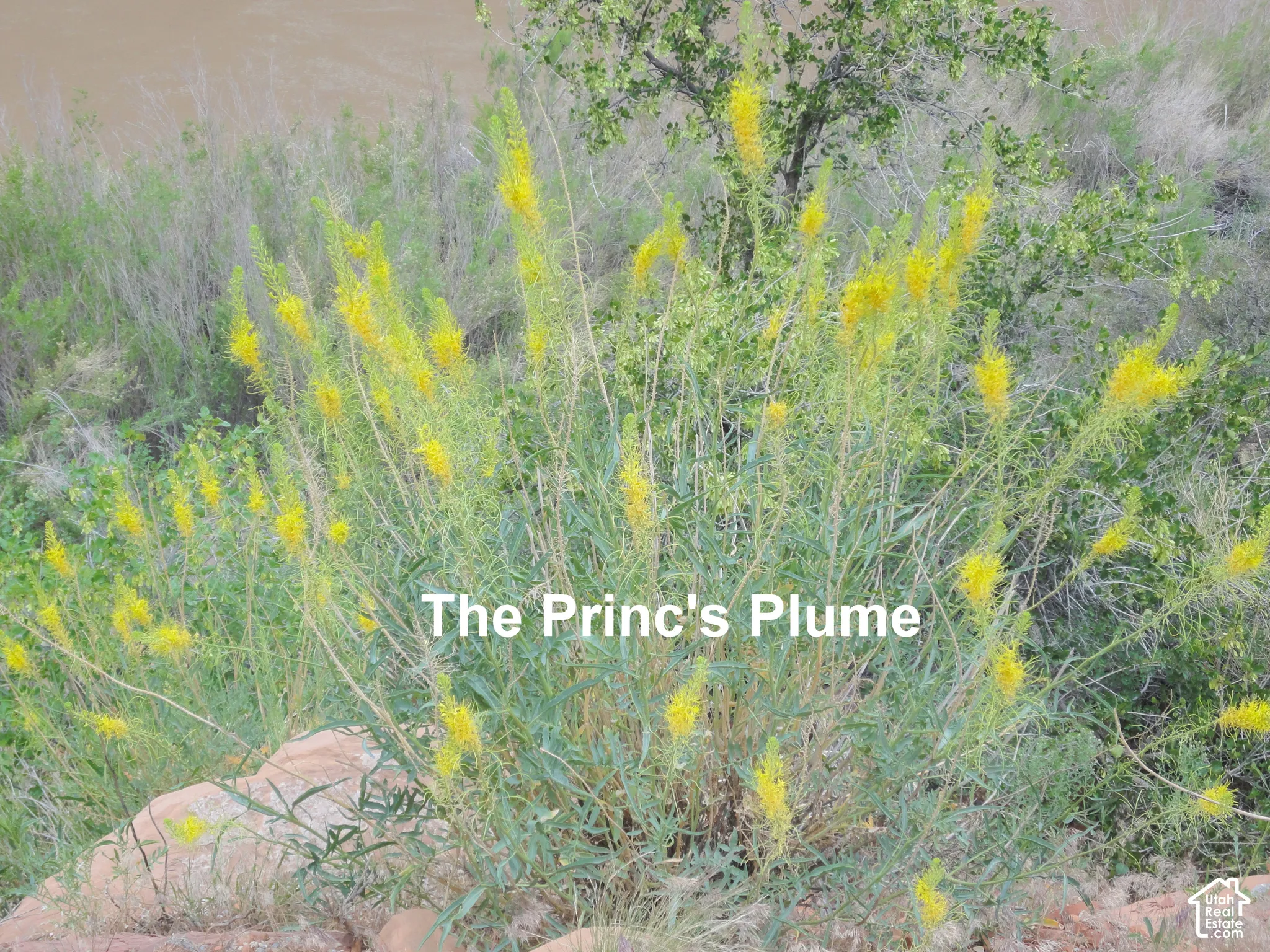 Native Prince's Plume flora growing on natural stone terrain