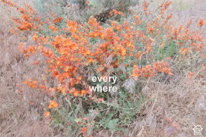 Blooms in the spring and fall.