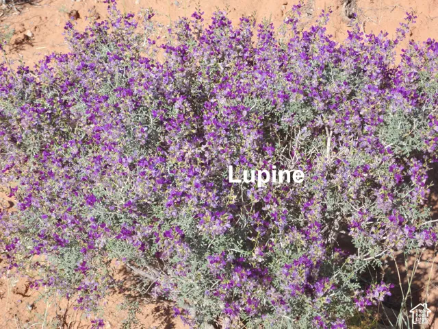 Native purple lupine flowering shrub set against arid earthen soil