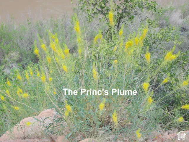 Native Prince's Plume flora growing on natural stone terrain