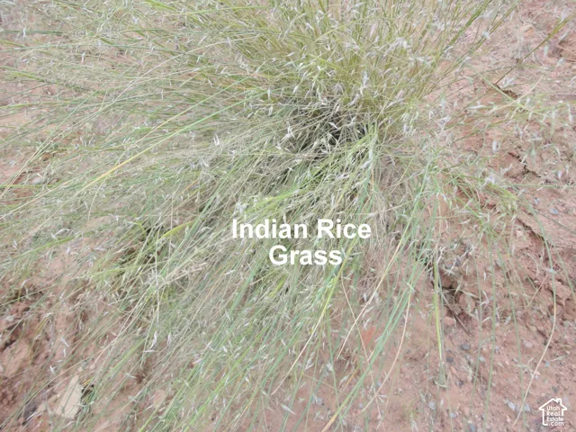Native Indian Rice Grass cluster set in natural desert terrain