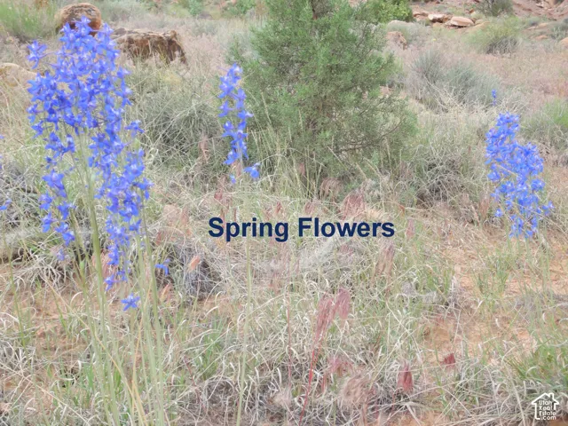 Natural landscape featuring native desert vegetation, perennial blue wildflowers, and sandstone rock formations