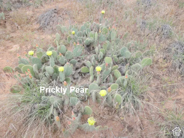 Native prickly pear cactus featuring vibrant yellow blossoms in a natural desert landscape