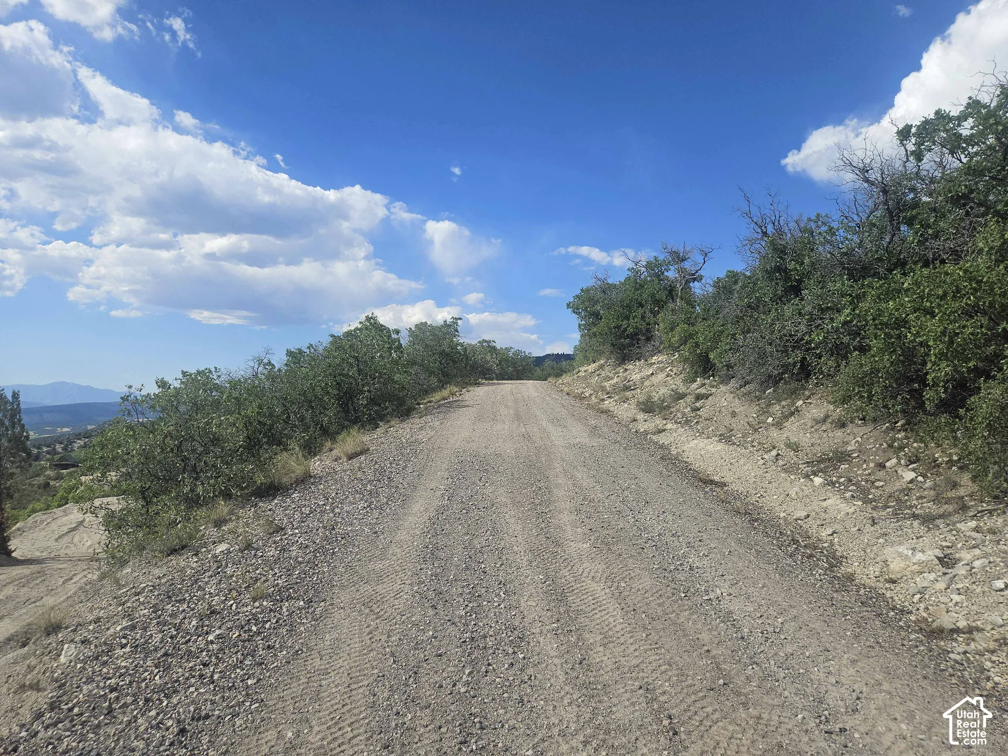 Gravel access road lined with mature trees and native shrubbery