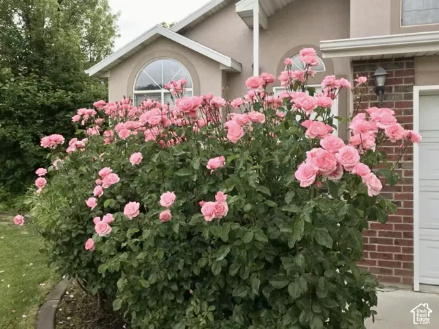 Beautiful rose bushes