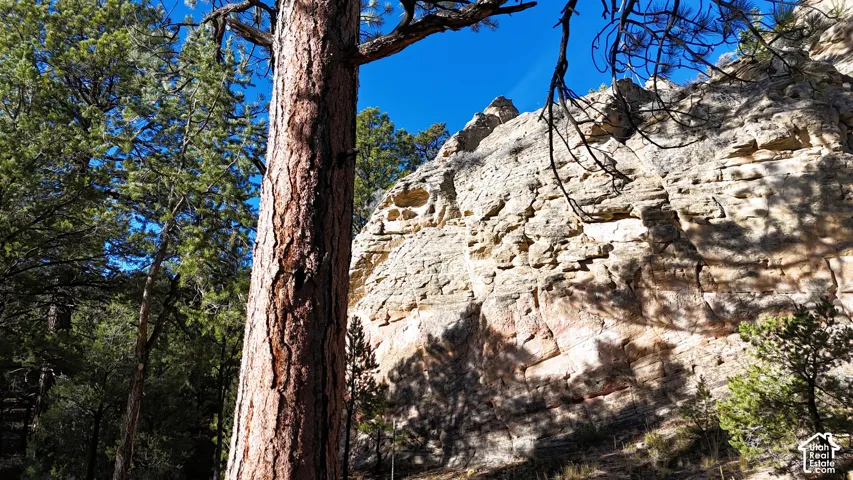 Natural rock formation featuring exposed stone strata, native evergreen trees, and textured pine bark