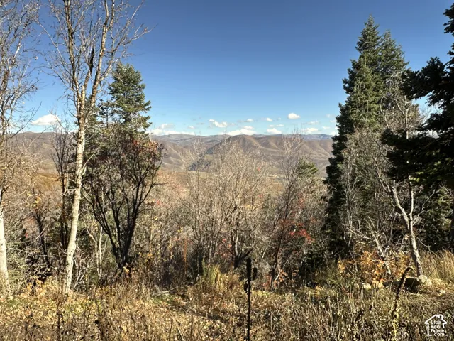 Expansive mountain backdrop featuring mature evergreen and deciduous trees