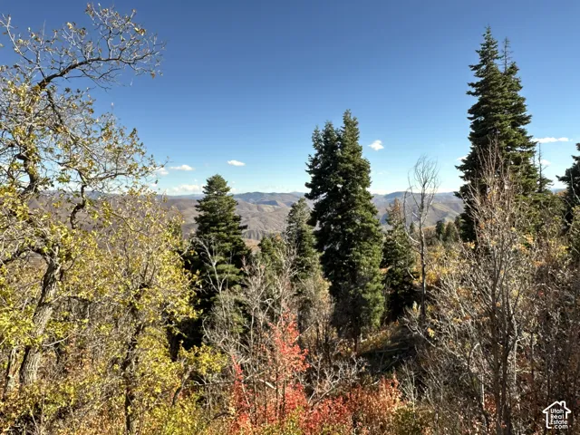 Expansive mountain scenery featuring mature coniferous trees and native deciduous foliage