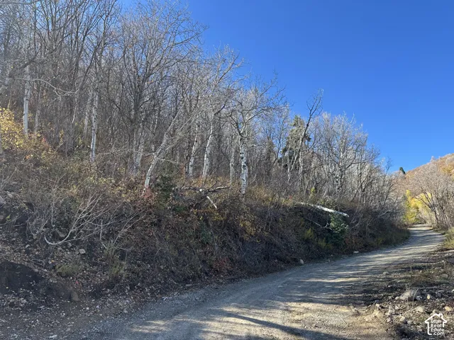 Unpaved access road bordering a hillside landscape featuring mature aspen trees and native shrubs