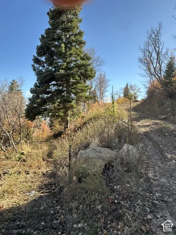 Sloped parcel featuring native vegetation, mature evergreen trees, and natural rock outcroppings