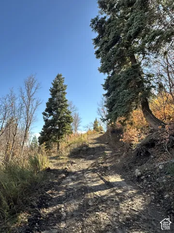 Natural earthen path surrounded by mature evergreen trees and native vegetation