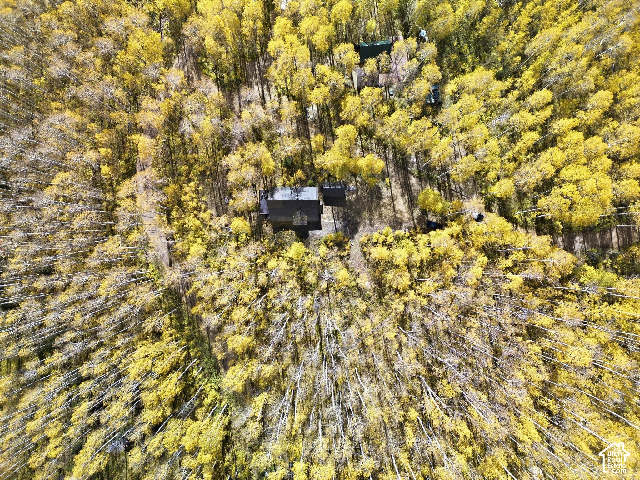 Aerial perspective of a multi-structure property nestled within an expansive grove of deciduous trees
