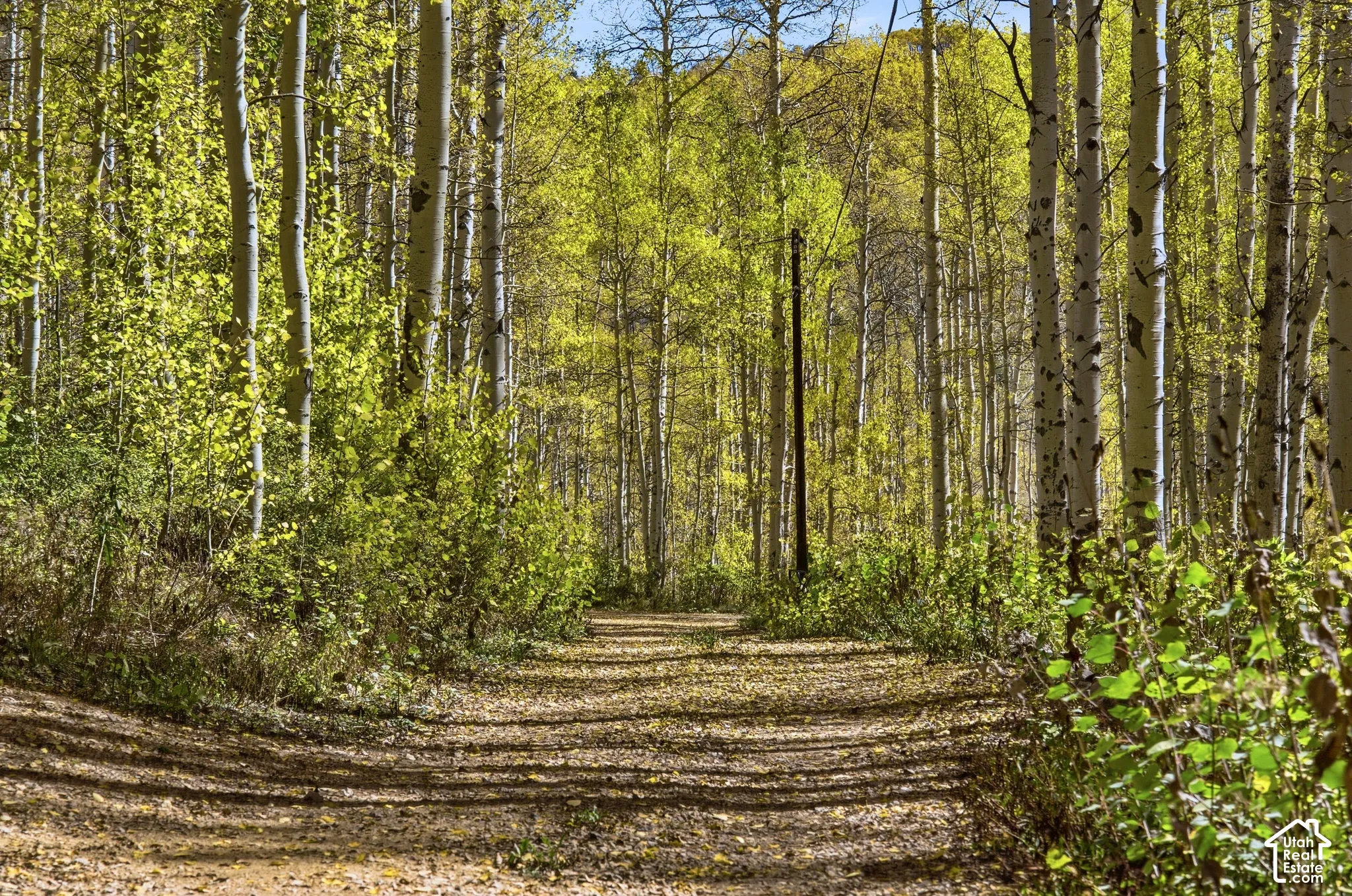 Expansive acreage featuring a dense grove of mature aspen trees and an unpaved trail