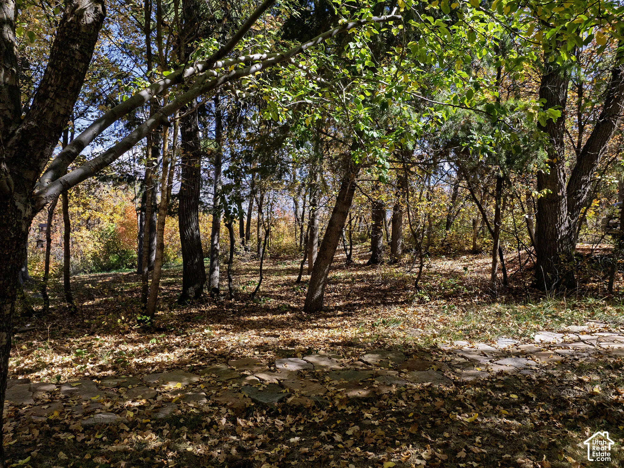 Natural landscape featuring mature trees and stone hardscaping