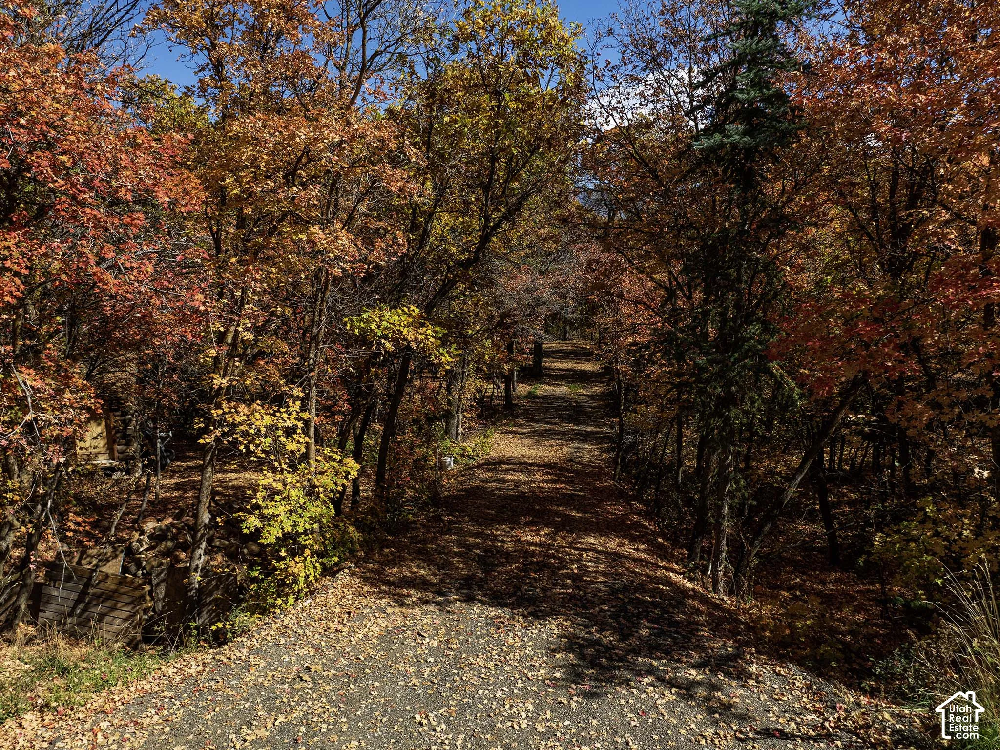 Wooded parcel featuring mature deciduous trees, evergreen pine, and a natural gravel path