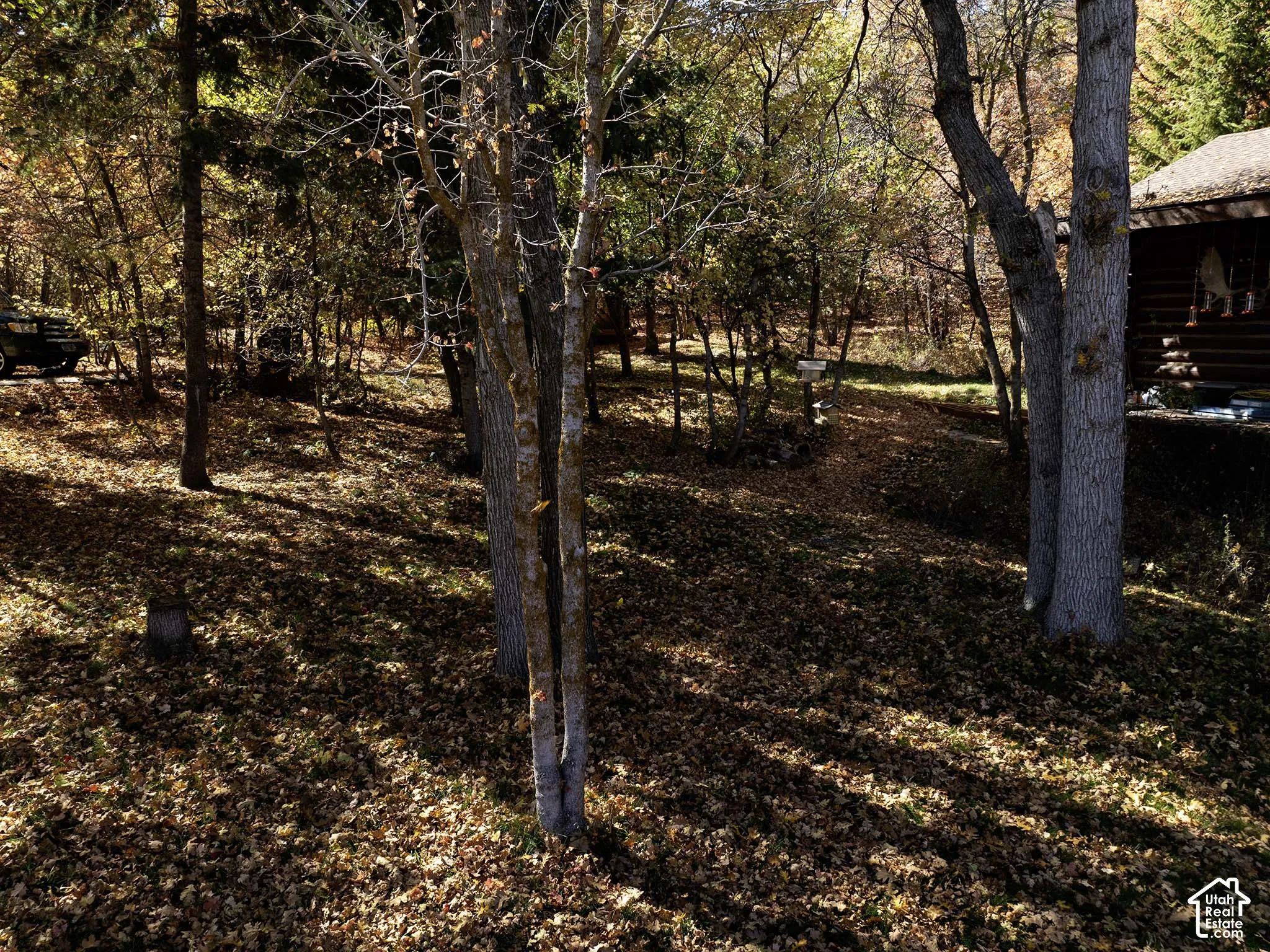 Wooded grounds featuring mature deciduous trees and log-style exterior siding