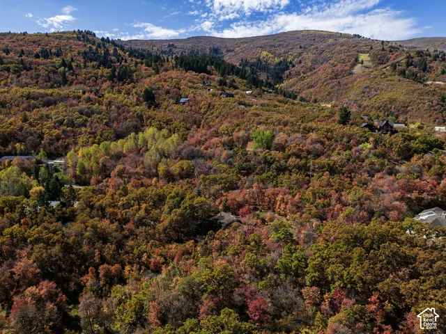 Aerial perspective of a wooded landscape featuring mature deciduous and coniferous trees, undulating mountain topography, and natural autumn foliage